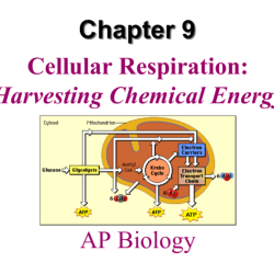 Bioflix activity cellular respiration and photosynthesis chemical cycling