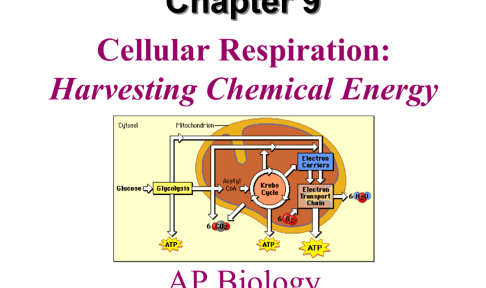 Bioflix activity cellular respiration and photosynthesis chemical cycling