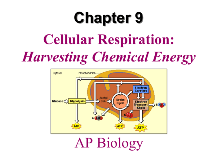 Bioflix activity cellular respiration and photosynthesis chemical cycling