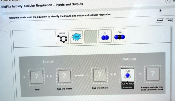 Diagram cellular respiration stages ecosystem