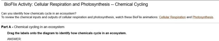 Bioflix activity cellular respiration and photosynthesis chemical cycling